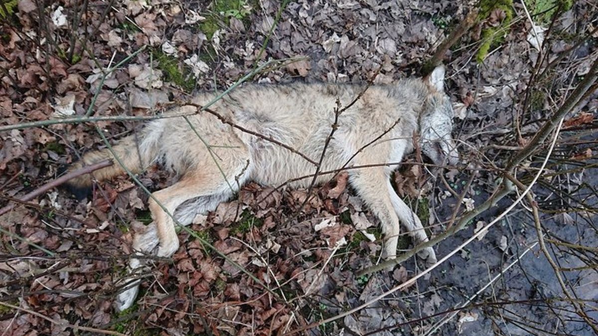 Zachodniopomorskie. Martwy wilk został znaleziony w lesie.