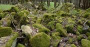 Bory Dolnośląskie - odkryto zaginiony zamek
