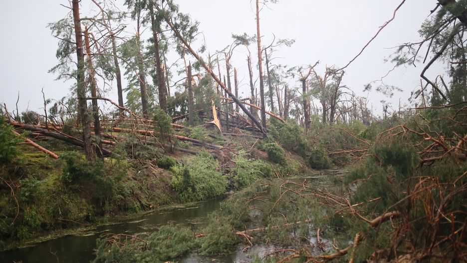 Aż 38 tys. ha lasów zostało zniszczonych na skutek nawałnic