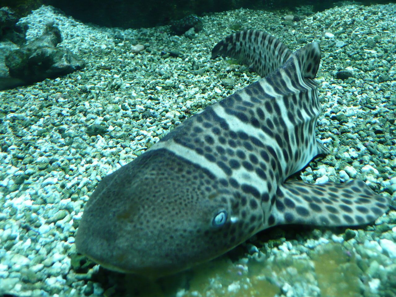 Obraz