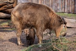 Pierwsze takie narodziny w polskim zoo. Maleństwo "depcze mamie po racicach"