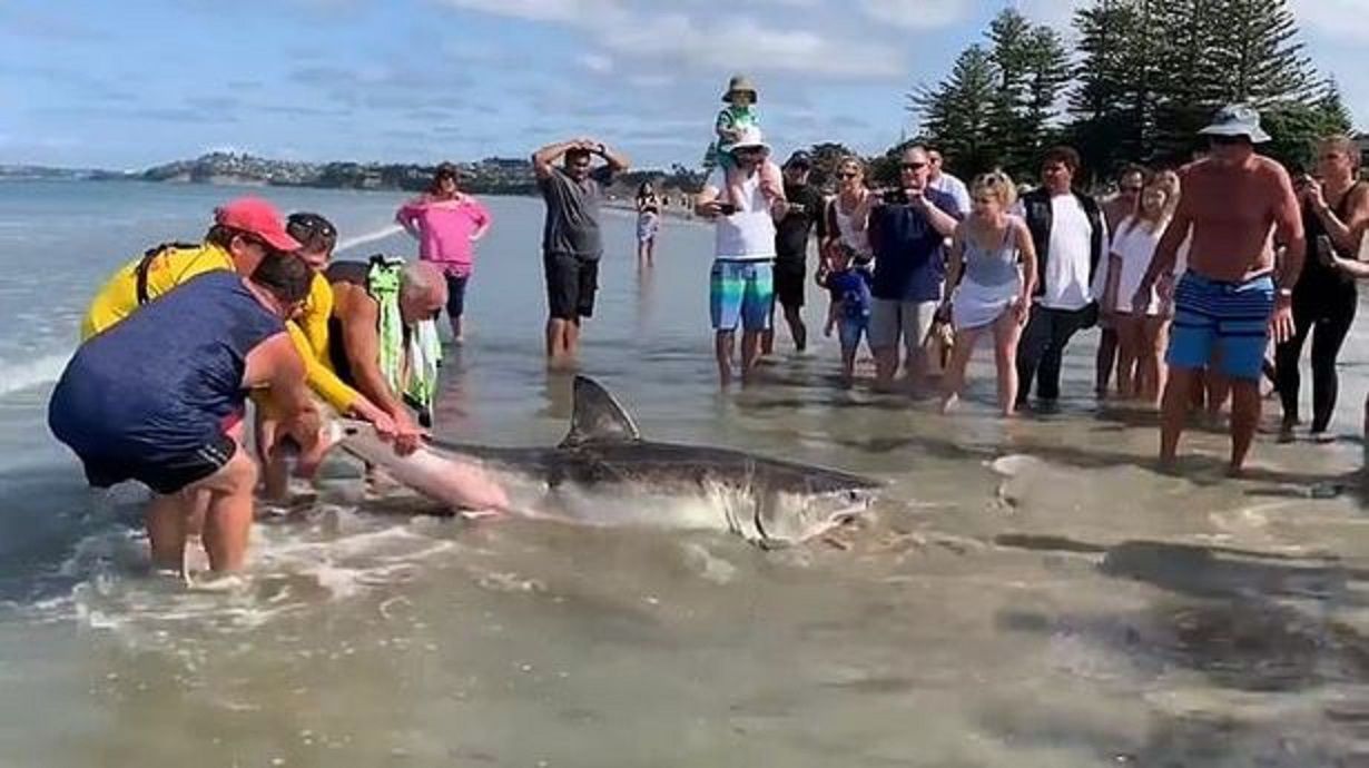 Tragedia na plaży. Zakatowali rekina na śmierć