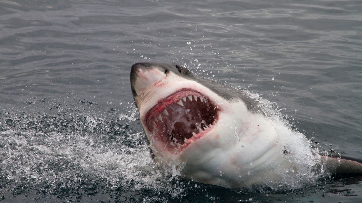 Attack great white shark