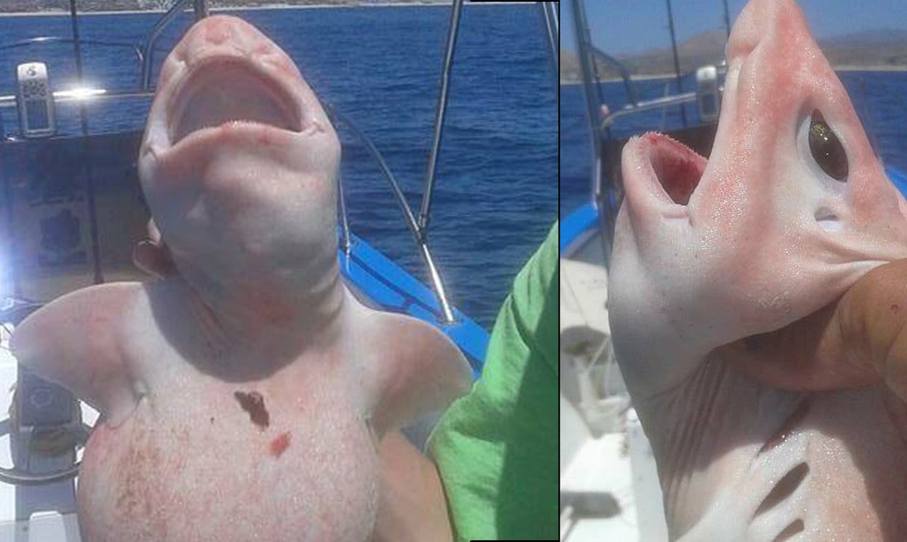 Ryba czy obcy? Niezwykłe znalezisko