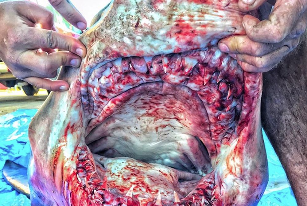 Żarłacz biały wskoczył do łodzi. Prosto na wędkarza