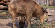 Pierwsze takie narodziny w polskim zoo. Maleństwo "depcze mamie po racicach"