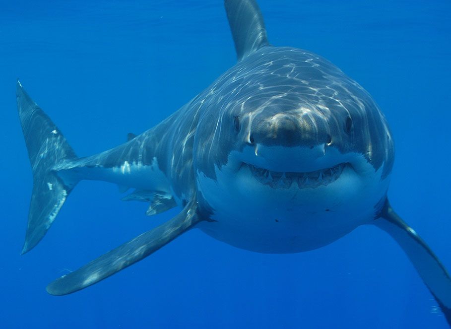 Koniec strachu przed rekinami? Ma pomóc nowy pomysł