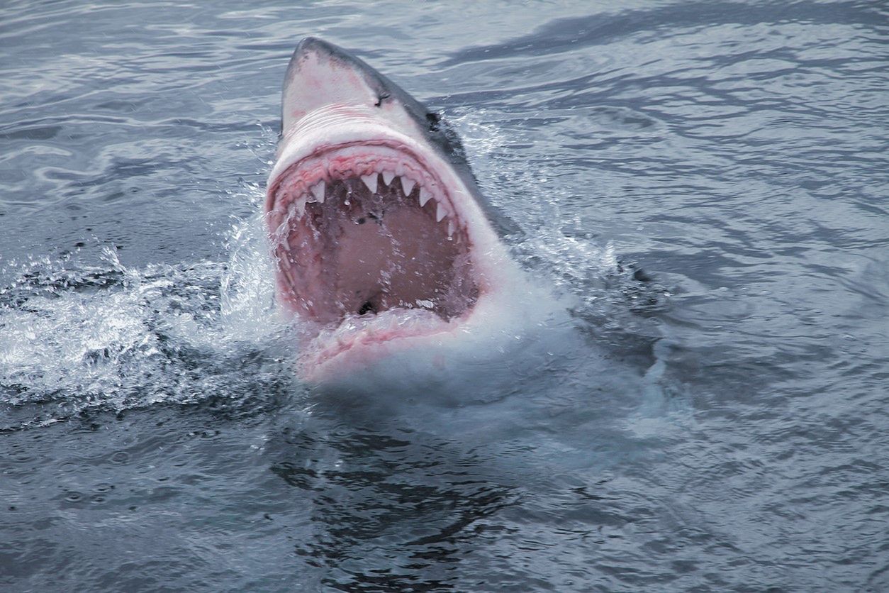 Przerażający atak rekina w Kalifornii. Dziecko w stanie krytycznym