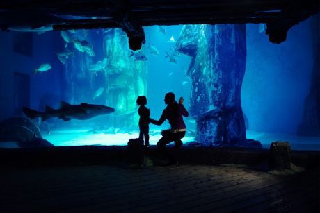 Londyńskie oceanarium 