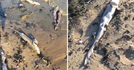 Masowe zabójstwo rekinów. 100 okaleczonych zwierząt morze wyrzuciło na plażę