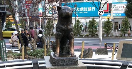 Japończycy kochają Hachiko. Poruszająca historia psa ze stacji Shibuya