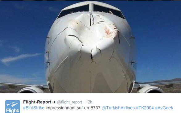Stambuł - ptaki zniszczyły samolot podczas lądowania