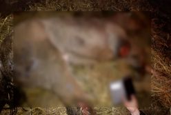 Skatowana klacz przeżyła piekło w święta. "Człowiek musi ponieść karę"