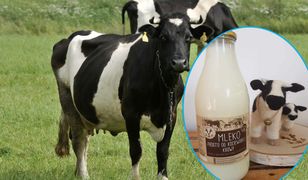 Mleko w zwrotnej, szklanej butelce wraca do łask. Wystarczy zapłacić kaucję