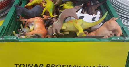 Proszę mi zważyć jeszcze tyranozaura. Takie rzeczy tylko w Toruniu