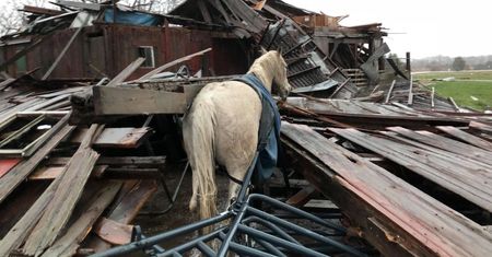 Cud w Ohio. Koń przeżył tornado. Zobaczcie, co zostało ze stodoły