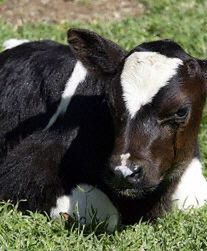 RPA: pierwszy klon w Afryce