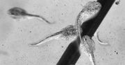 Plemniki nie potrafią pływać