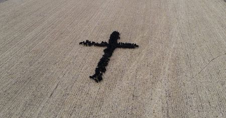 Święte krowy w USA. Rolnik wyznaczył im misję