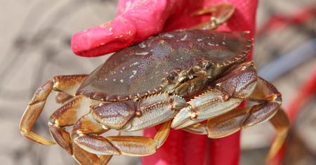 Zakwaszone wody oceanu rozpuszczają pancerze krabów