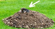Nareszcie sposób, który odstrasza i nornice, i krety! Zasadź te rośliny w ogródku