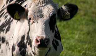 Krowa uciekła przed śmiercią w rzeźni. Schroniła się na wyspach Jeziora Nyskiego