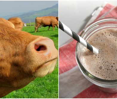 Ponad 16 milionów Amerykanów wierzy, że... czekoladowe mleko pochodzi od brązowych krów