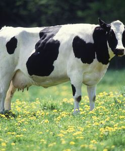 Choroba szalonych krów na Dolnym Śląsku. To pierwszy przypadek wykrycia BSE w Polsce od sześciu lat