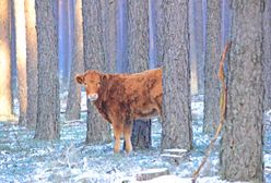 Pomorze: krowa uciekinierka. Od miesiąca mieszka w lesie