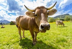 Ciężarna krowa z "wyrokiem śmierci". Wszystko przez unijne prawo