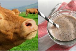 Ponad 16 milionów Amerykanów wierzy, że... czekoladowe mleko pochodzi od brązowych krów