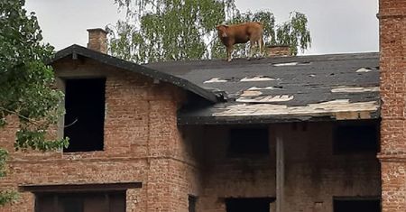 Krowa na dachu. Druhowie OSP dostali nietypowe zgłoszenie