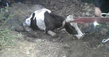 Strażacy wezwani do ratowania krowy. Na miejscu zastali przerażający widok