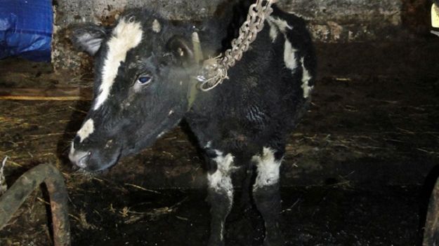 Afera z mięsem z chorych krów zatacza coraz szersze kręgi