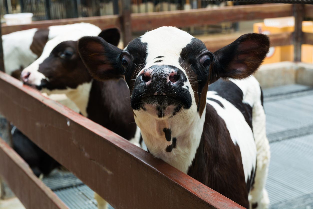 Krowy są bardziej "rozmowne" niż naukowcy początkowo zakładali