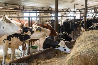 Afera mięsna. Polskie rzeźnie bez zastrzeżeń
