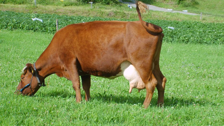 Dzisiaj śruta sojowa GM, a nie trawa, to podstawowy pokarm dla krów