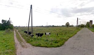 Jeżyki. Byk zaatakował kobietę. Ma ciężkie obrażenia ciała