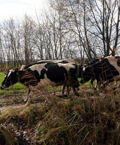 Zaskakujący alert dla kierowców. Uwaga na krowy pod Obornikami