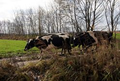 Zaskakujący alert dla kierowców. Uwaga na krowy pod Obornikami