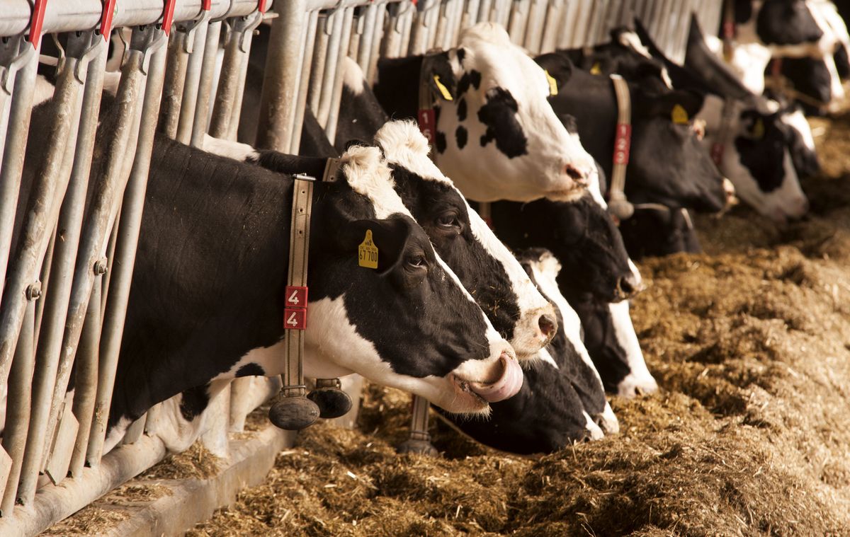 Danone wysyła 5 tysięcy krów na Syberię. To odpowiedź na rosnące ceny mleka