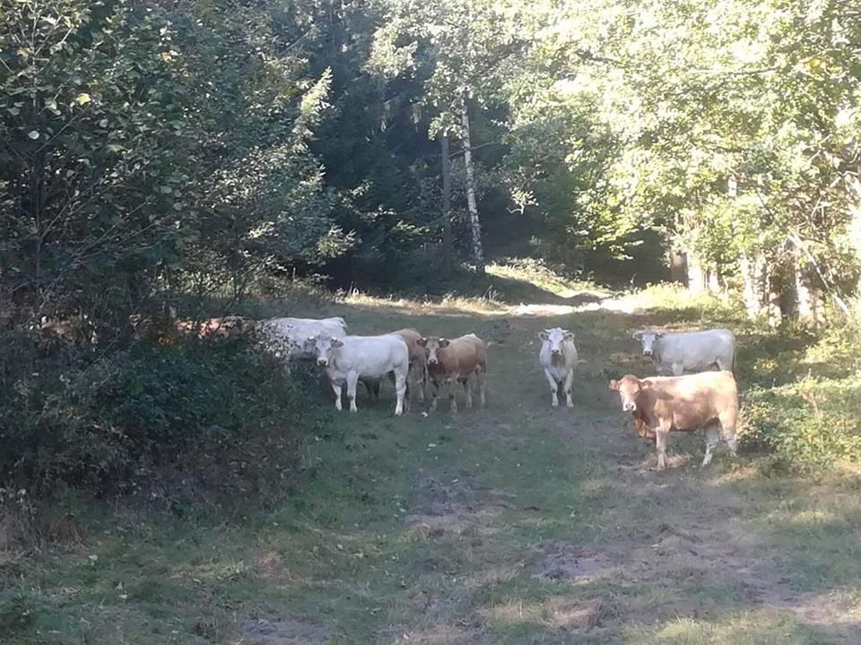 Stado krów terroryzuje gminę Lądek Zdrój. "Włamały się do ogrodu i wyjadły kapustę"