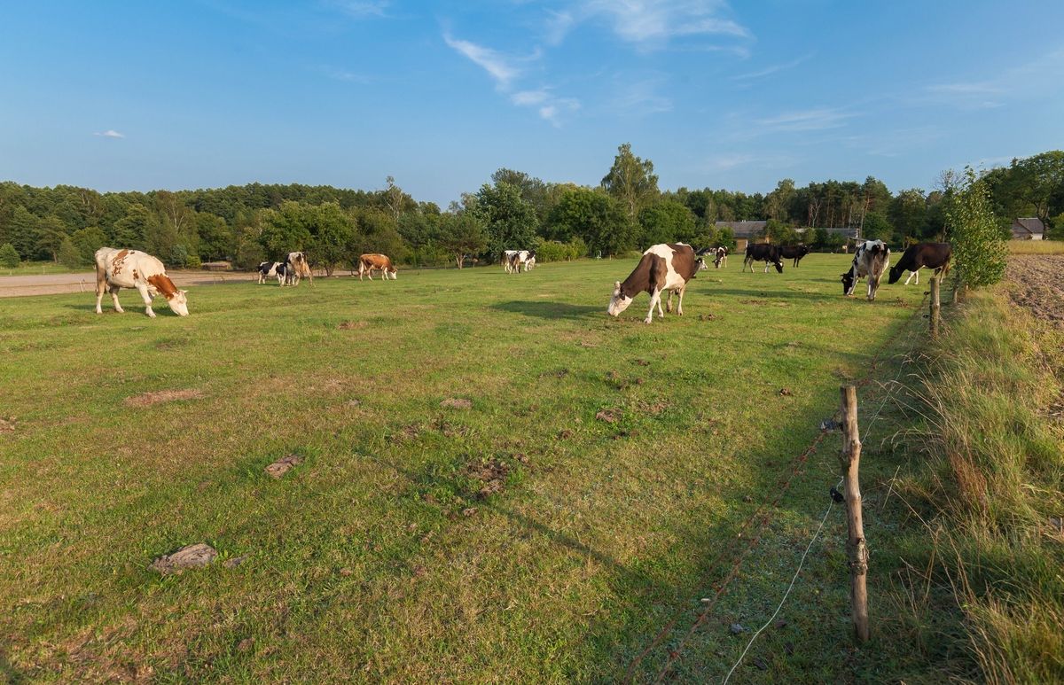 Wolne krowy z Deszczna zostaną wybite. Jest decyzja Głównego Lekarza Weterynarii