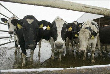 Choroba wściekłych krów w Kanadzie