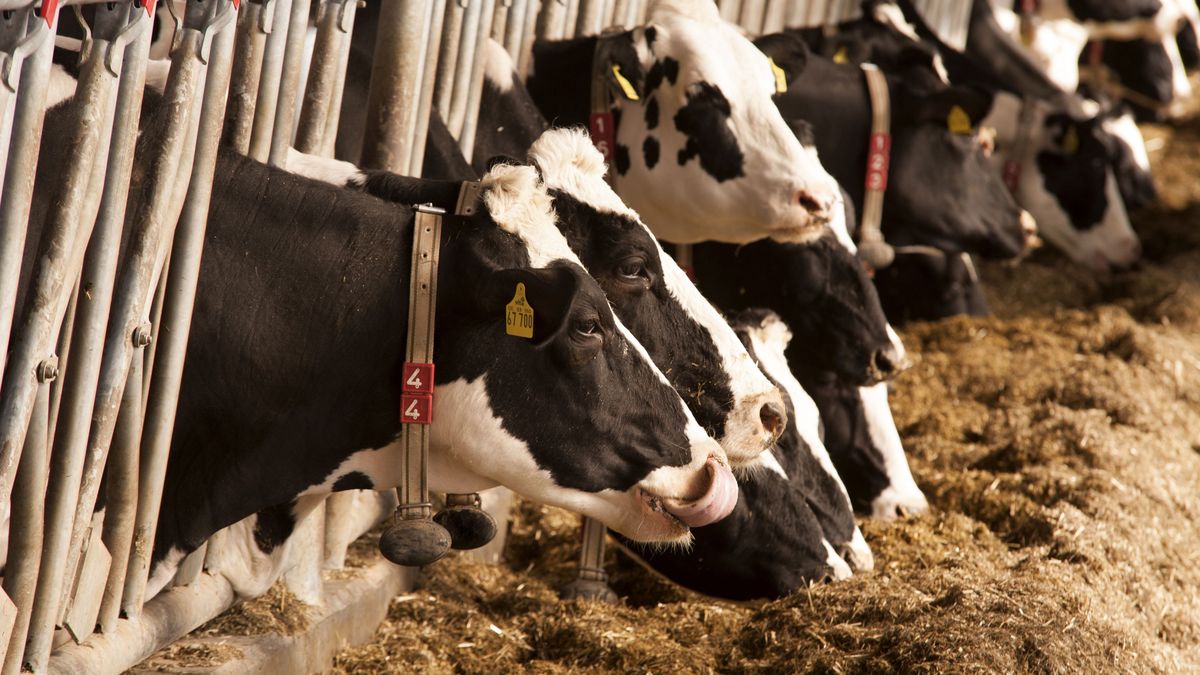 Chore krowy trafiały do ubojni pod osłoną nocy