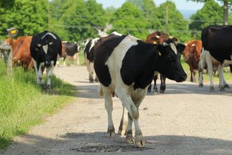 Krowy przez kilka lat żyły na wolności. Teraz mają umrzeć