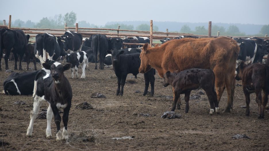 170 krów nie zostanie wybite.