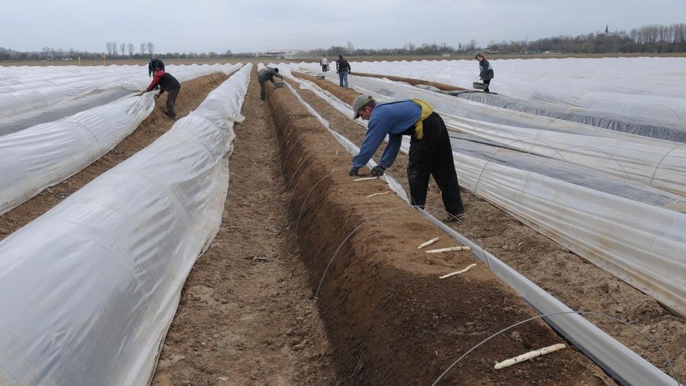 Obrzucani wyzwiskami już nie pracują w Żelichowie. Przy kolejnych zbiorach moga też nie chcieć tam wracać.