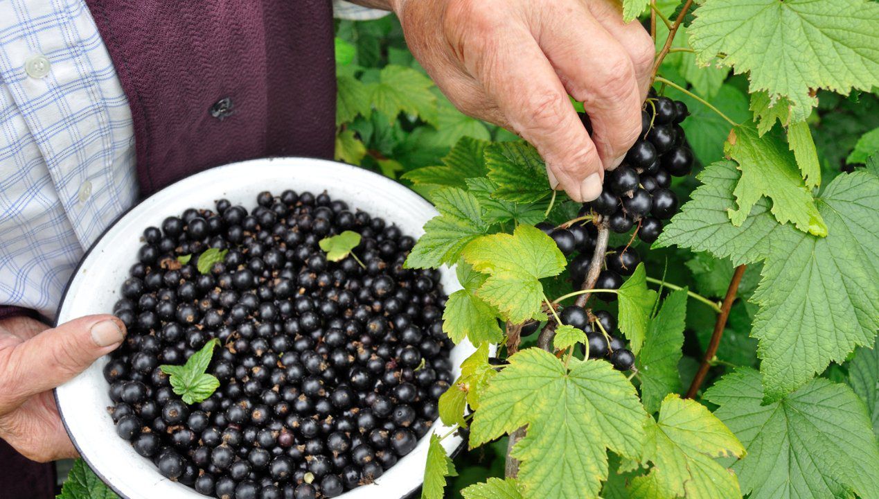 Robię własny nawóz i dokarmiam czarną porzeczkę. Owoce zbieram miskami