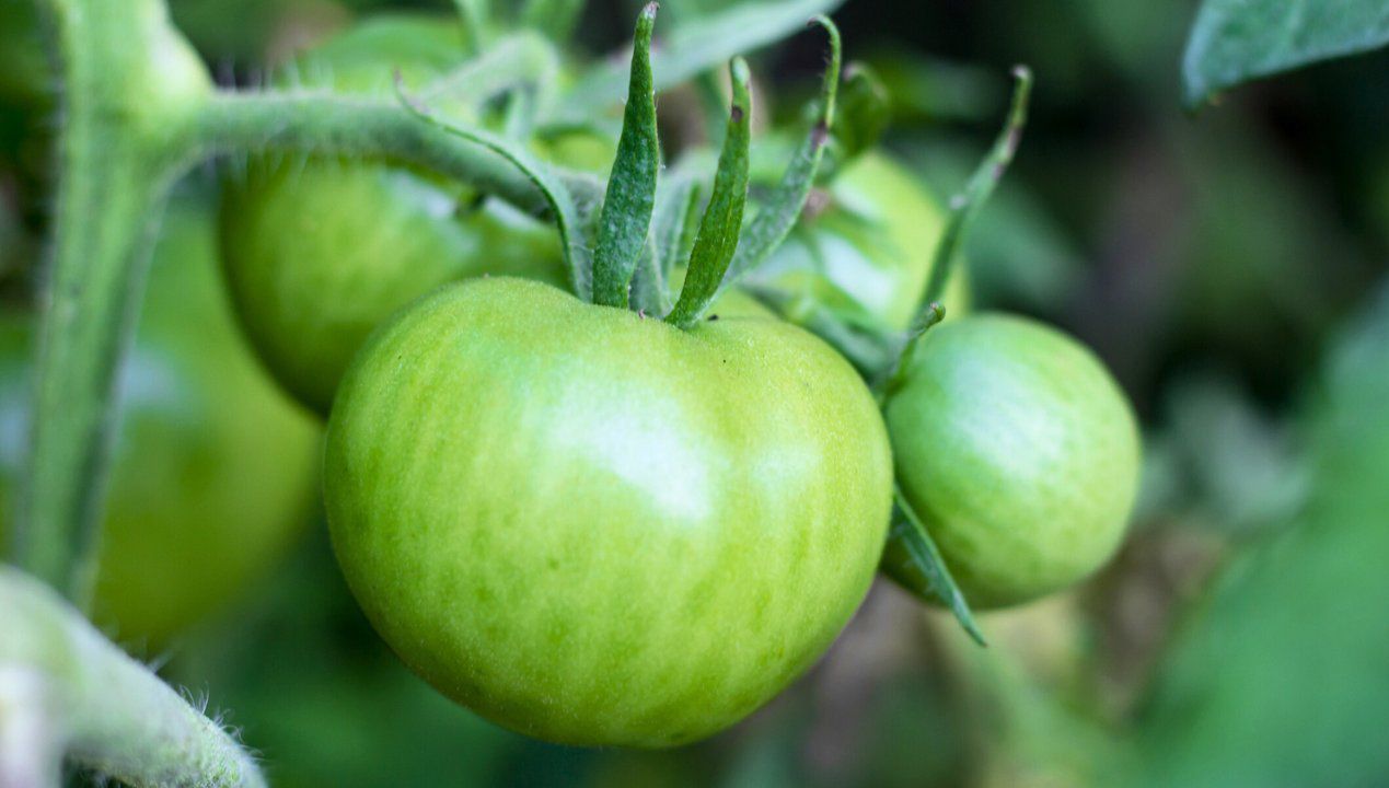 Pomidory w twoim ogrodzie wciąż są zielone? Sprawdź czy nie popełniłeś jednego błędu